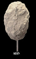 FROZEN POP
