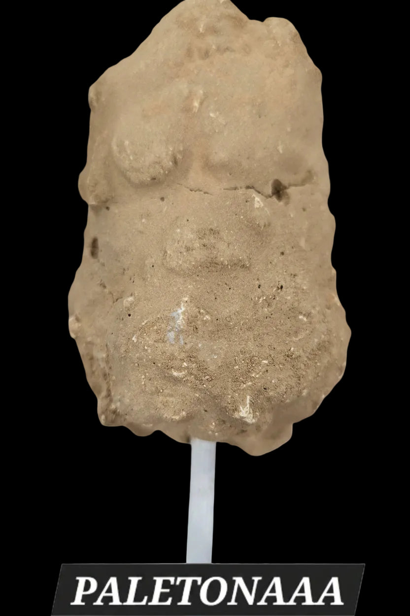 PALETONA