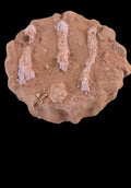 MAZAPAN COLIMA