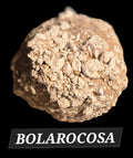 BOLAROCOSA