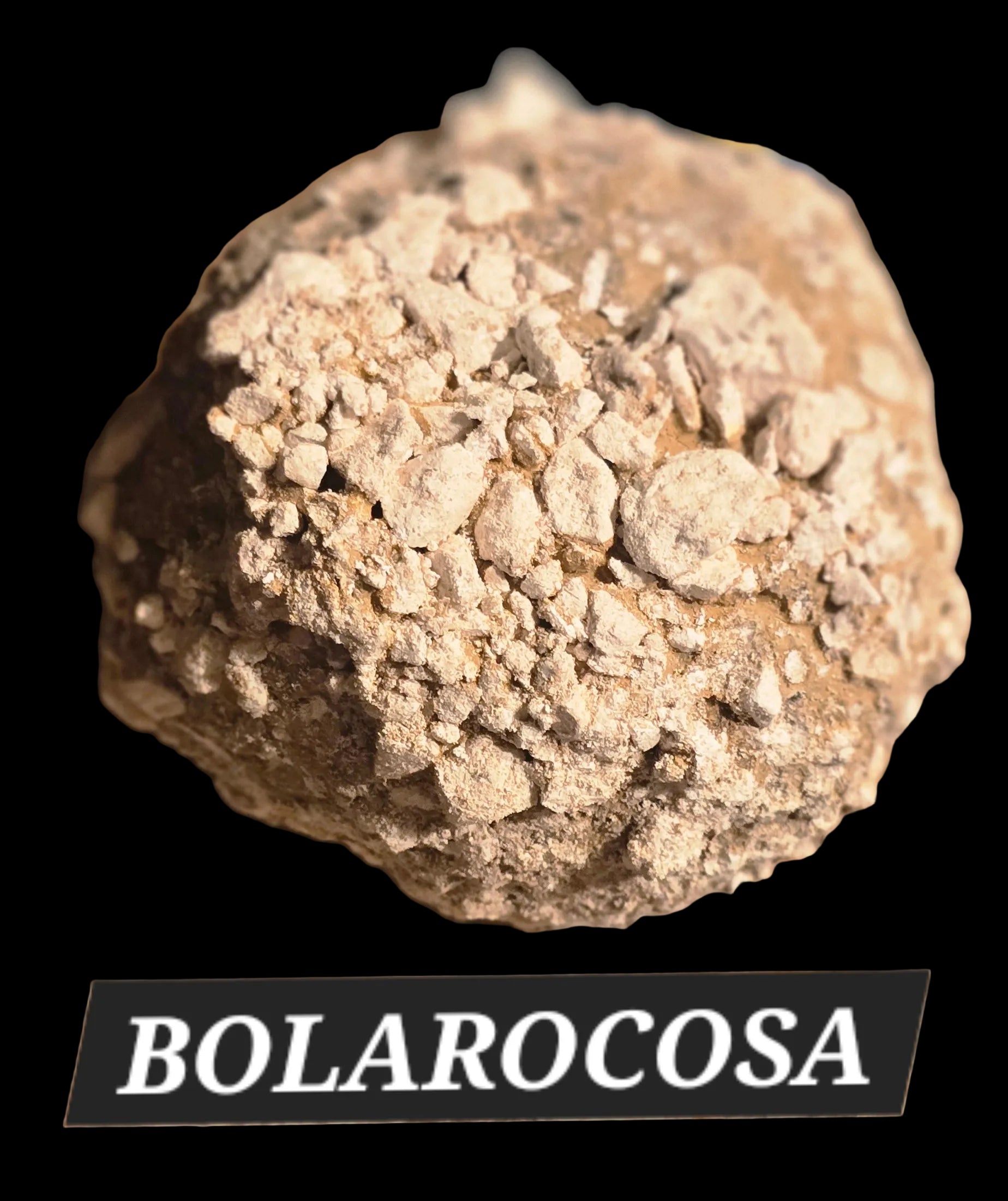 BOLAROCOSA
