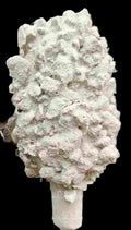 PALETA PLATINO