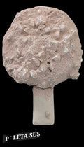 Paleta suspiro