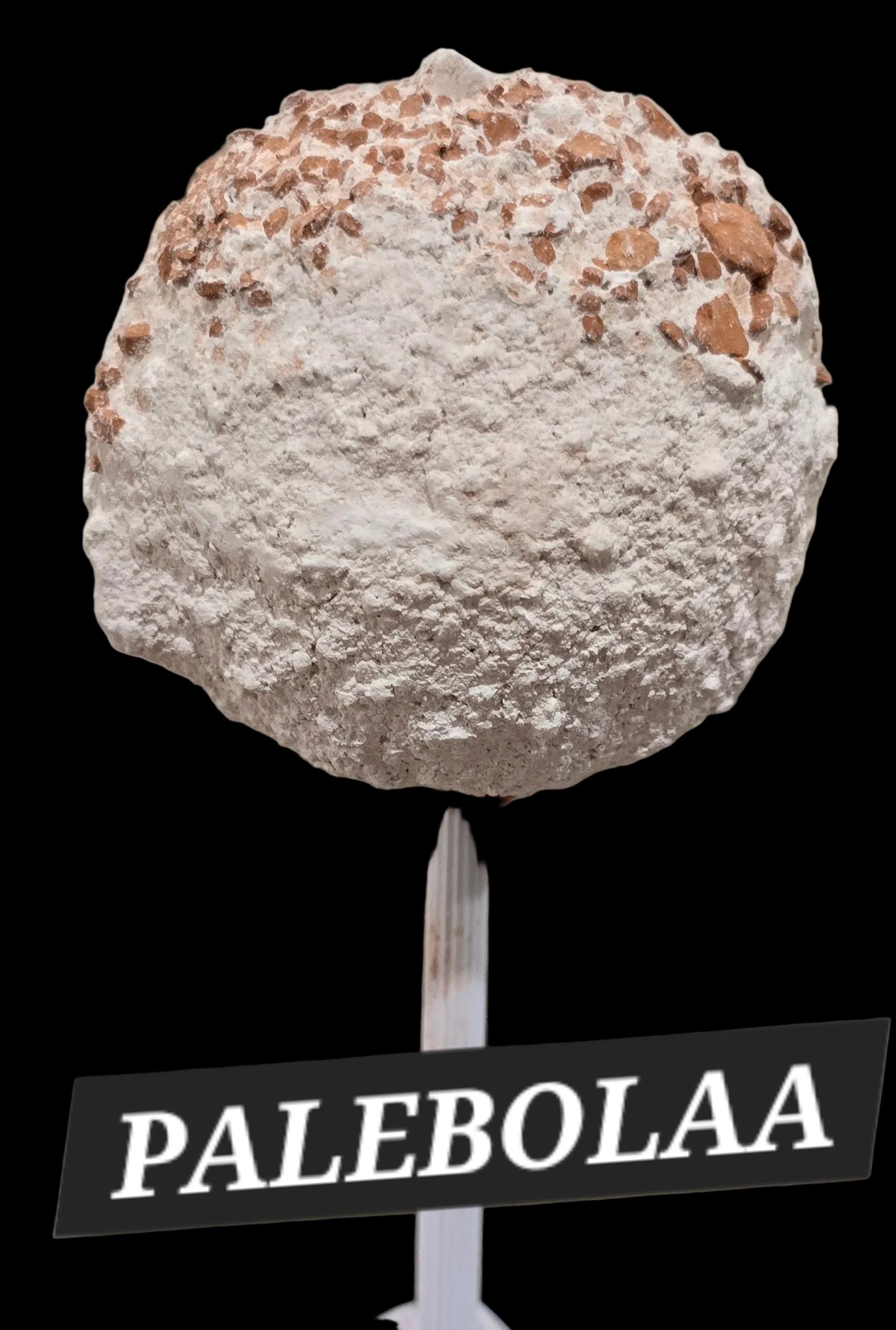 PALEBOLA