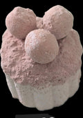 XOCOLT